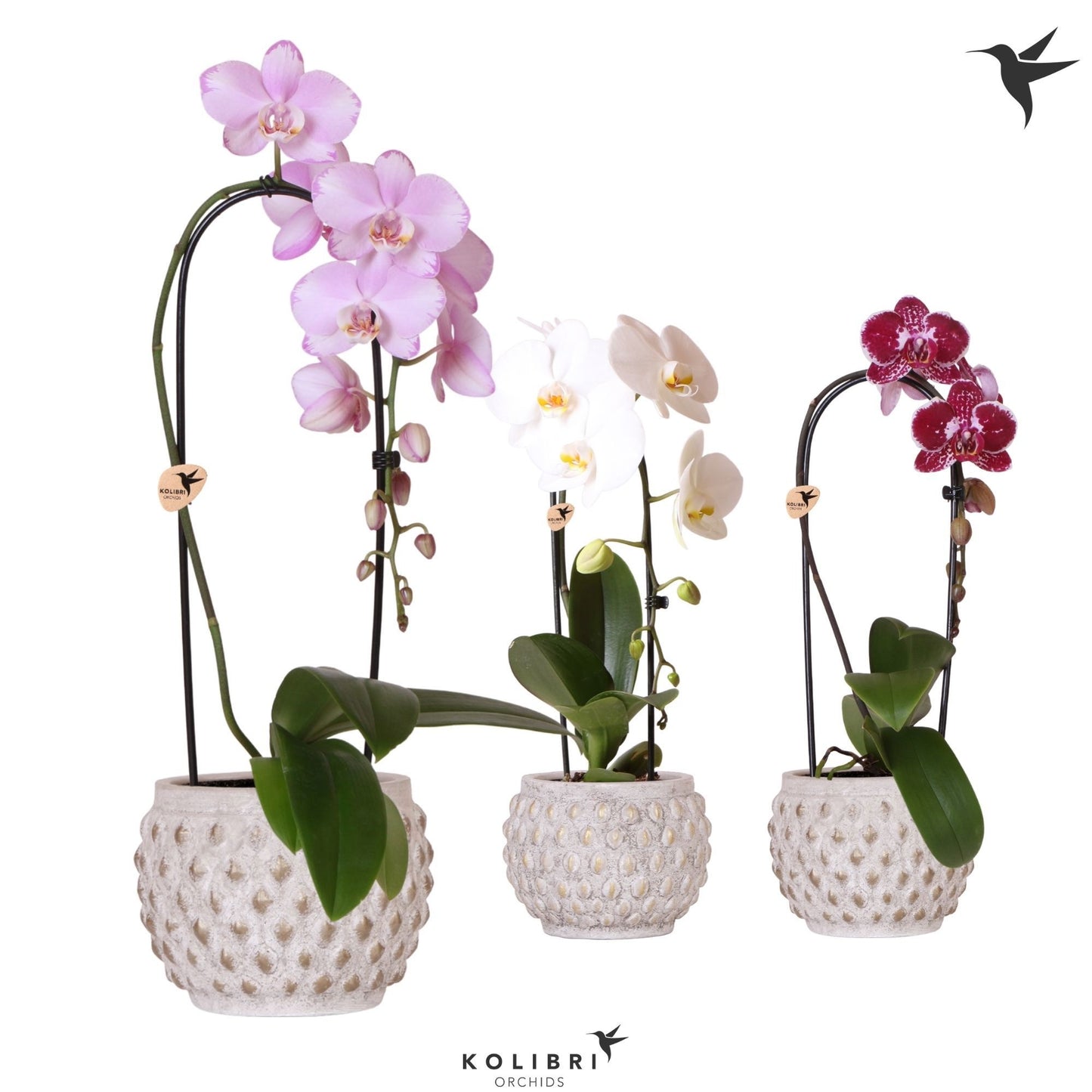 OK Plant Phalaenopsis Elegant cascade Pack of 3
