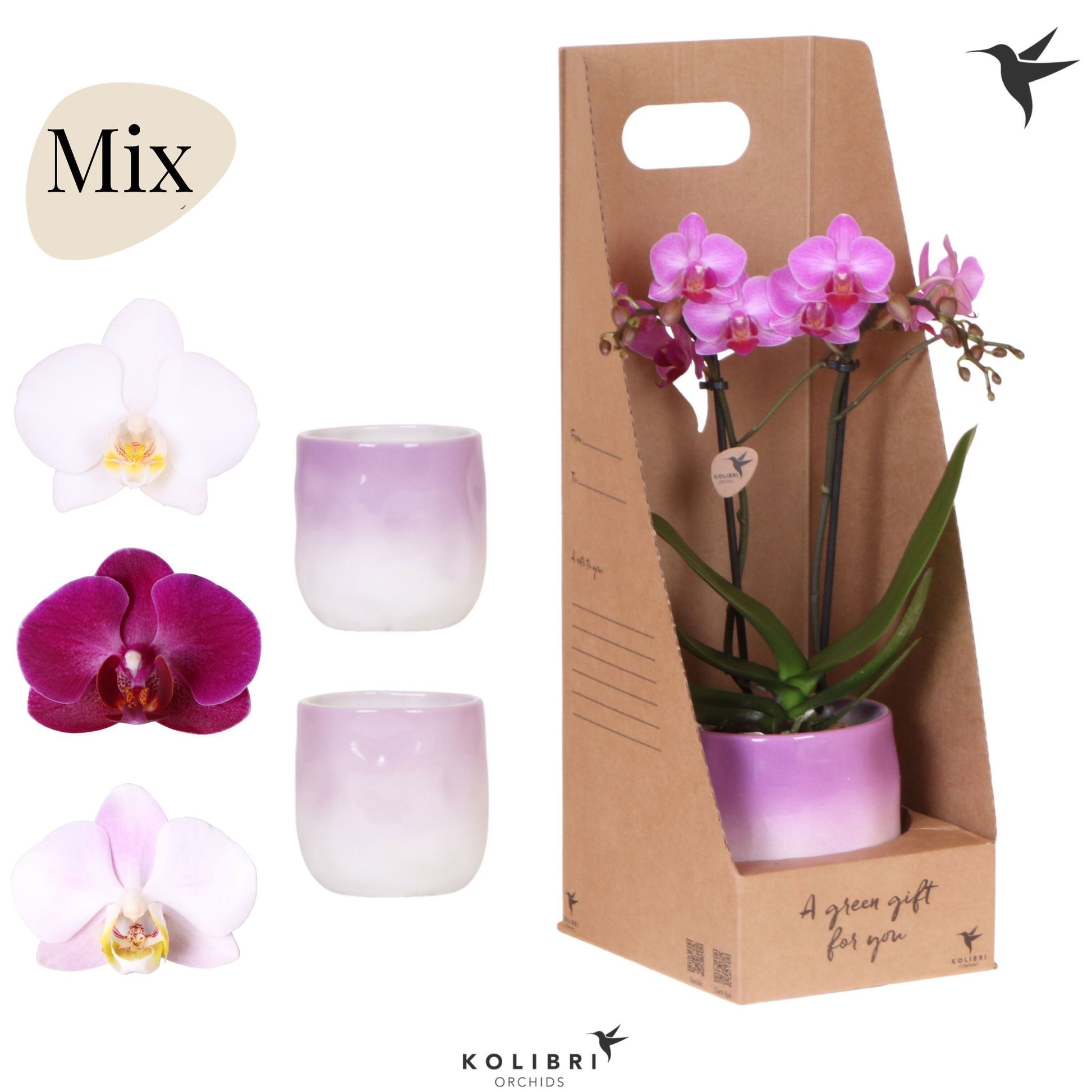 Phalaenopsis mix 40cm 9cm Pot