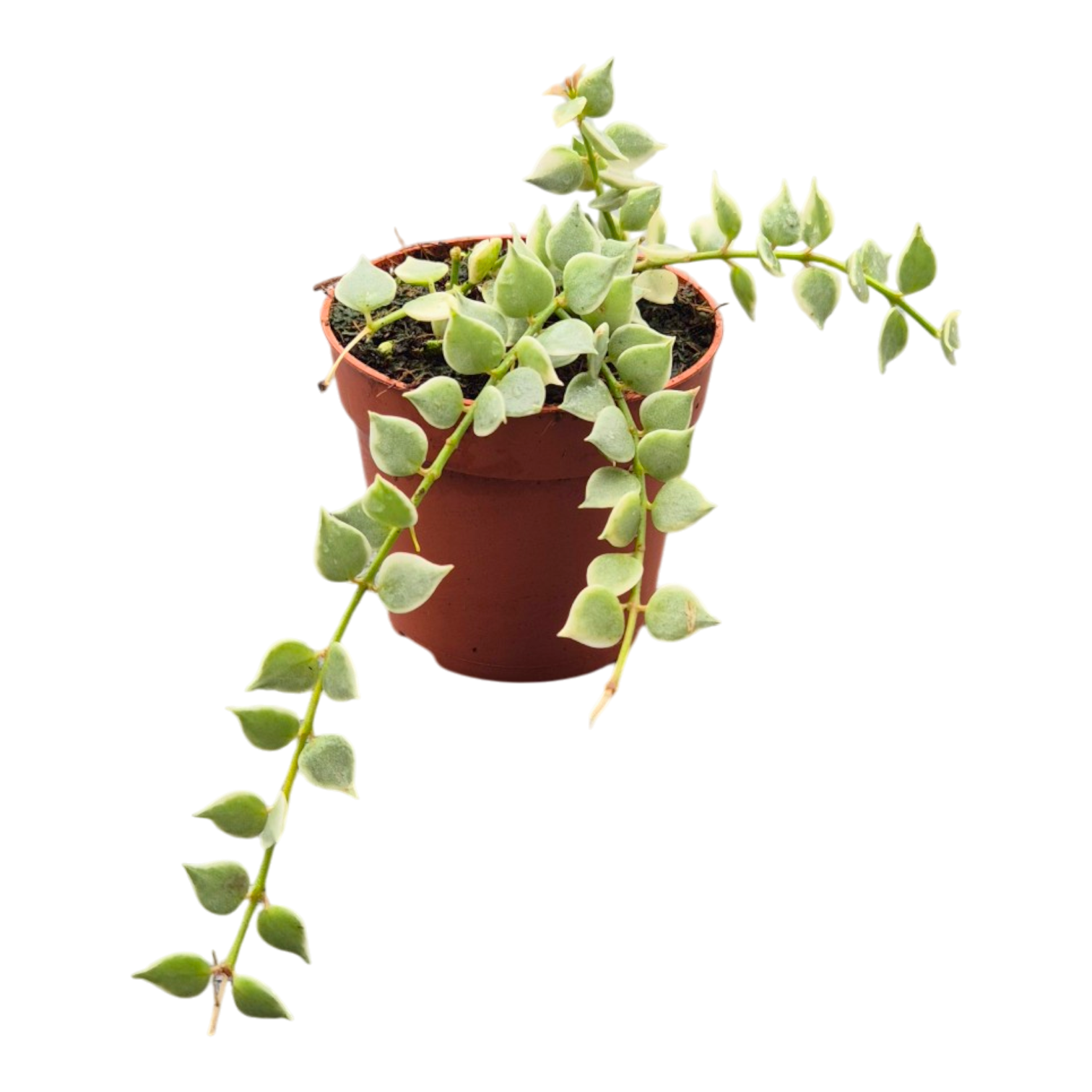 Dischidia ruscifolia 7cm Pot