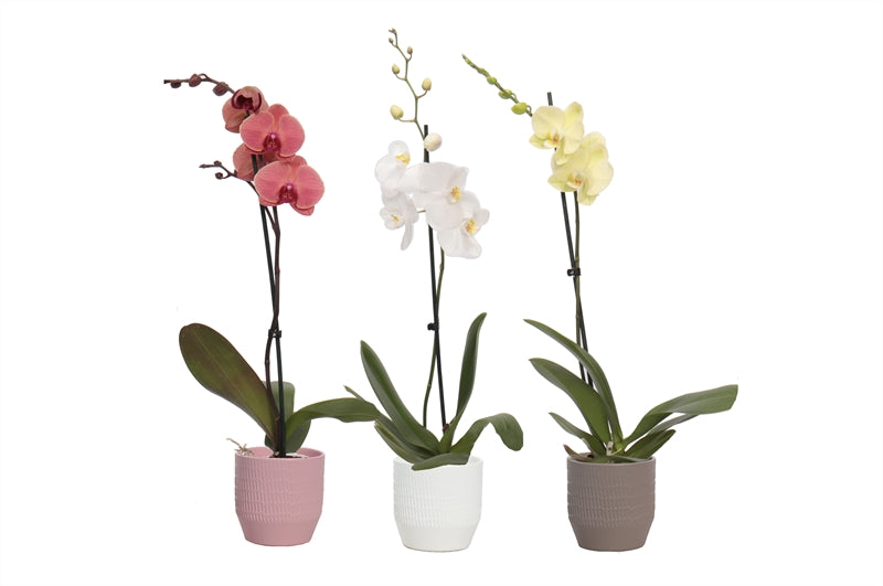 Phalaenopsis mix 55cm 12cm Pot