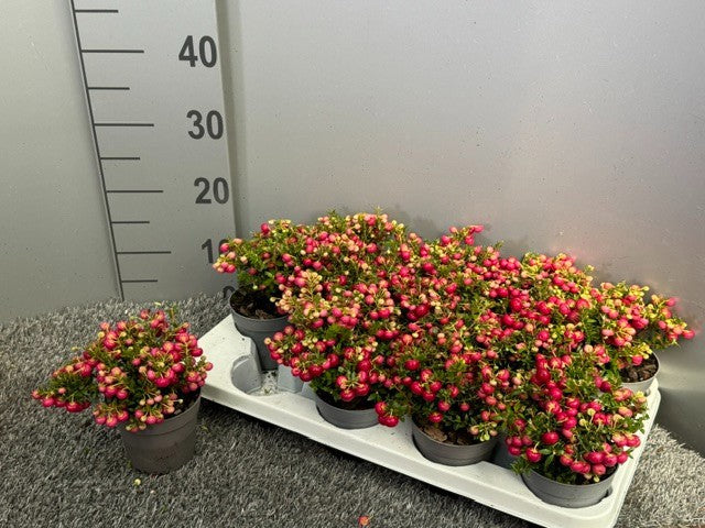 Pernettya mucr. red 20cm 10.5cm Pot