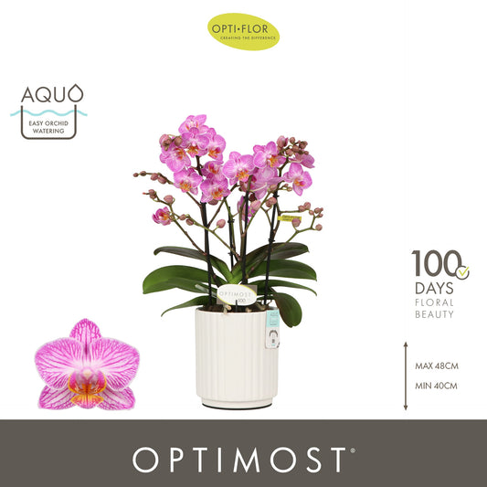 Phalaenopsis multiflora Honeybee 45cm 12cm Pot