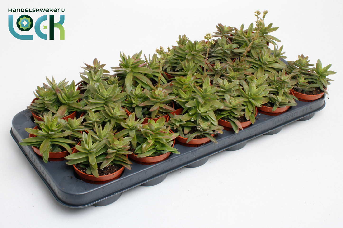 Crassula hybrid 10cm 8.5cm Pot