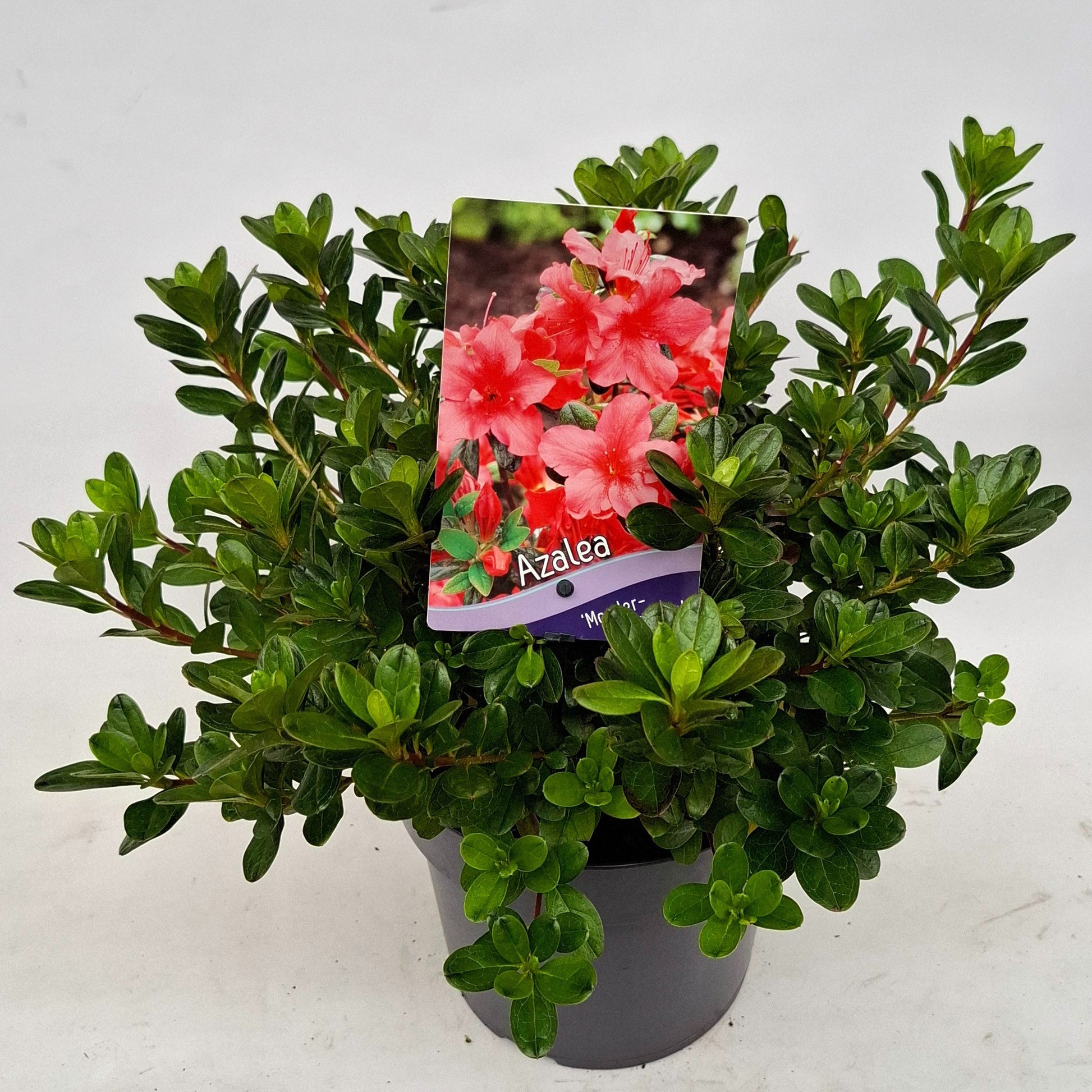 Rhododendron Mother's Day 30cm 19cm Pot