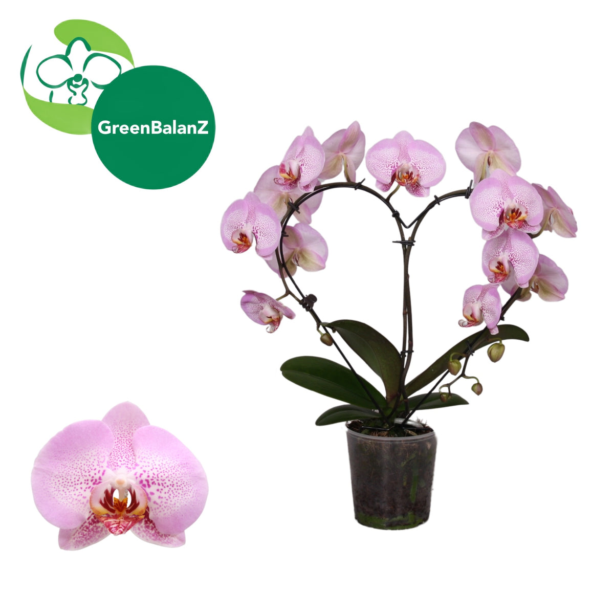 Phalaenopsis GreenbalanZ HeartZ 50cm 12cm Pot