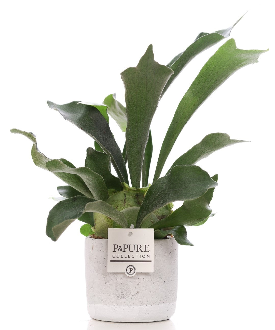 Platycerium bifurcatum 40cm 12cm Pot