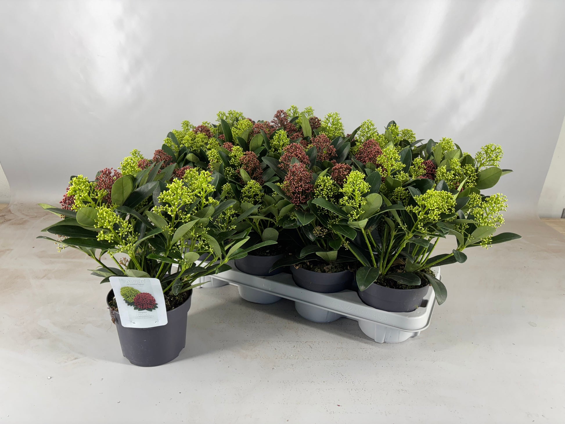 Skimmia japonica 40cm 13cm Pot