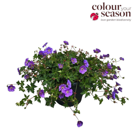 Geranium Bloom Me Away 611cm 26cm Pot