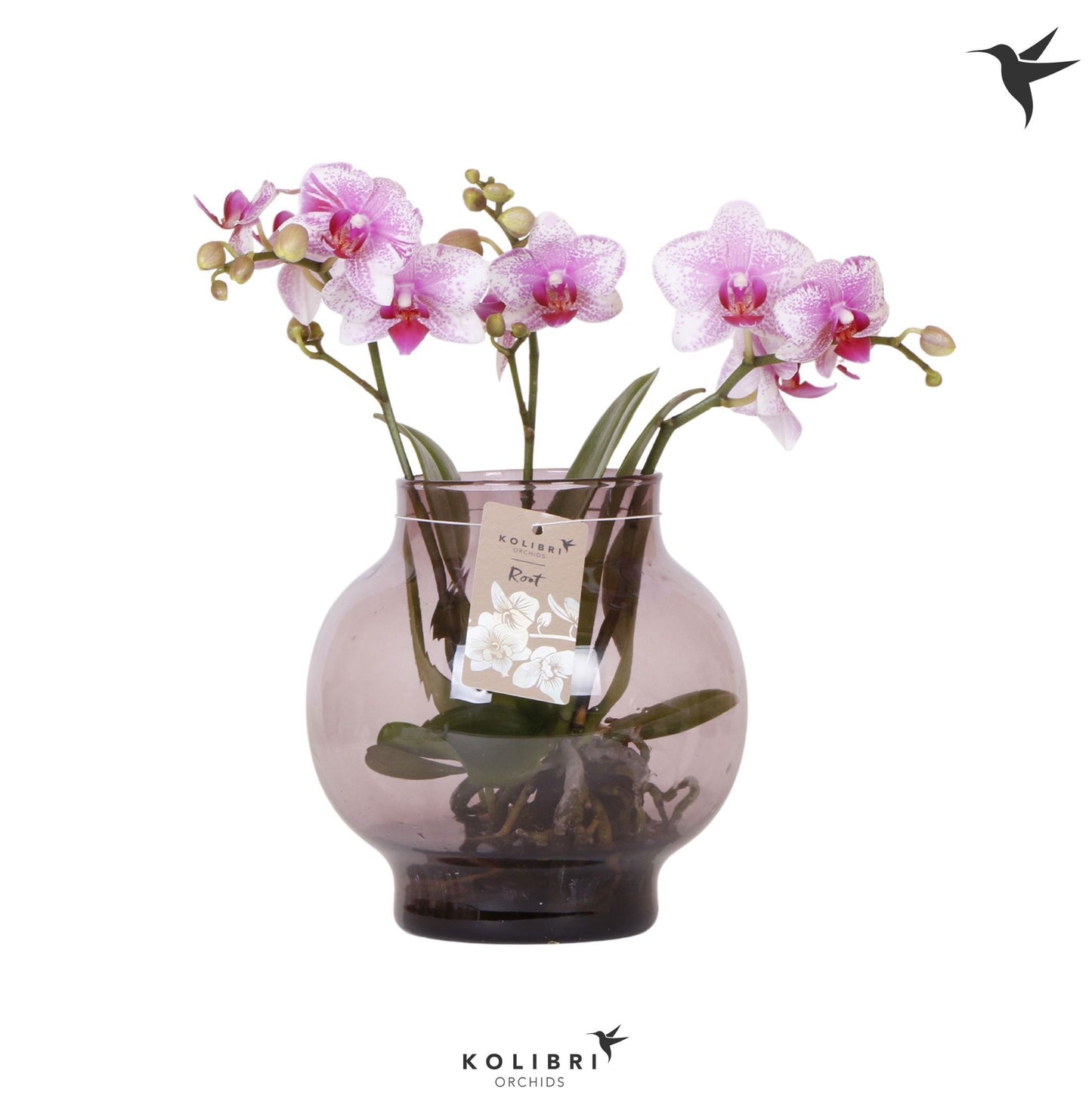 OK Plant Phalaenopsis bowl pink Pack of 2