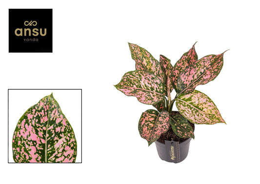 Ansu Aglaonema Pink Leopard Pack of 6