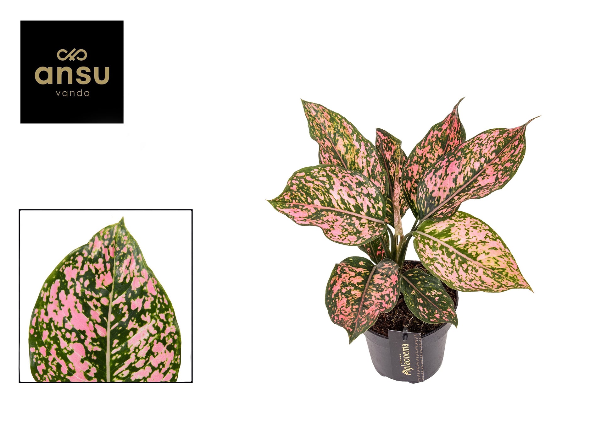 Aglaonema Pink Leopard 30cm 12cm Pot