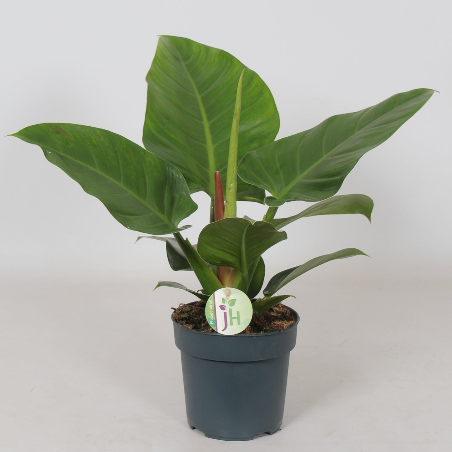 Philodendron Imperial Green 50cm 17cm Pot