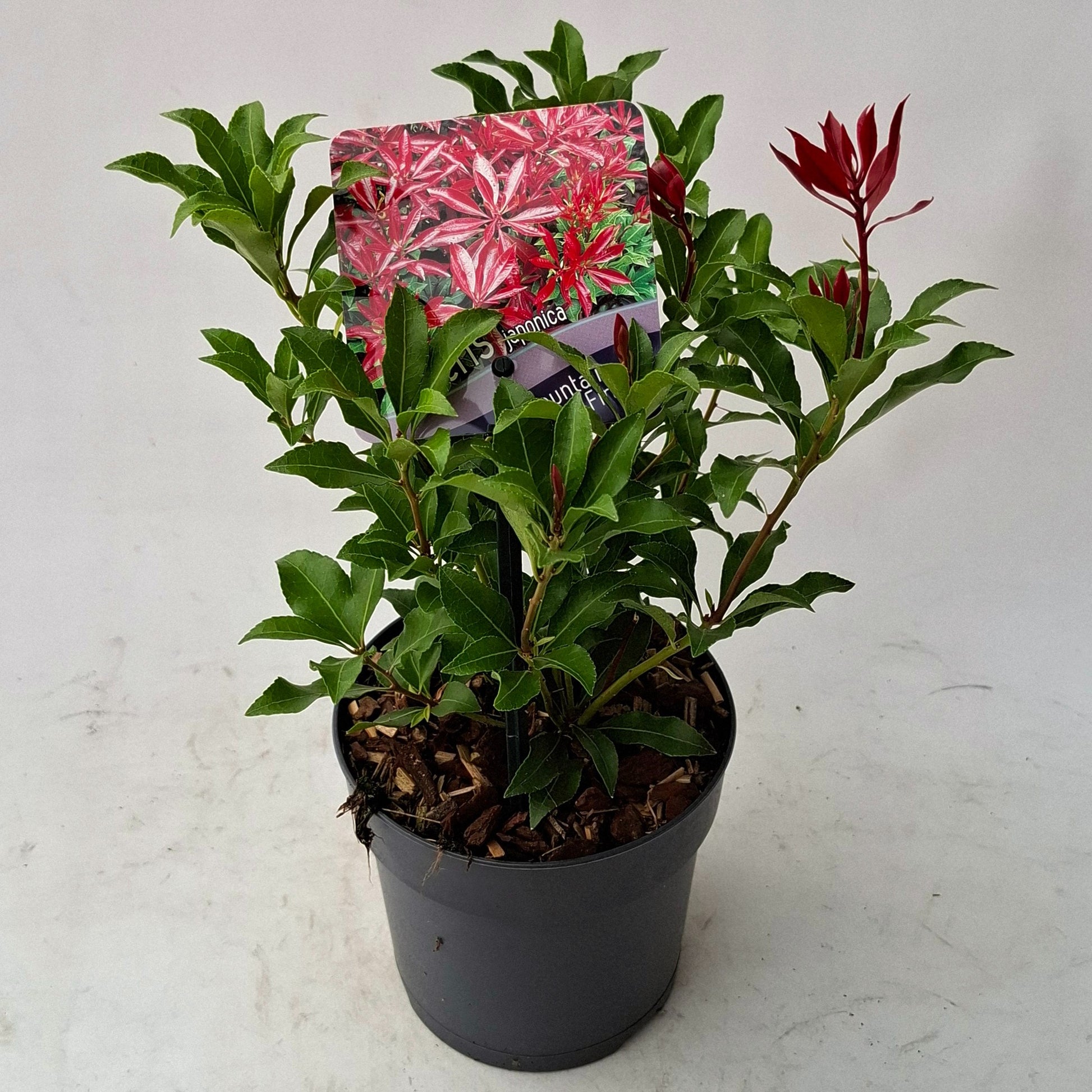 Pieris japonica Mountain Fire 15cm 13cm Pot