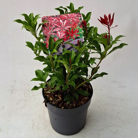 Pieris japonica Mountain Fire 15cm 13cm Pot