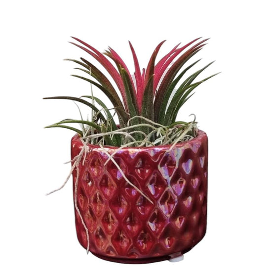 Tillandsia diamond red pot 11cm 6cm Pot