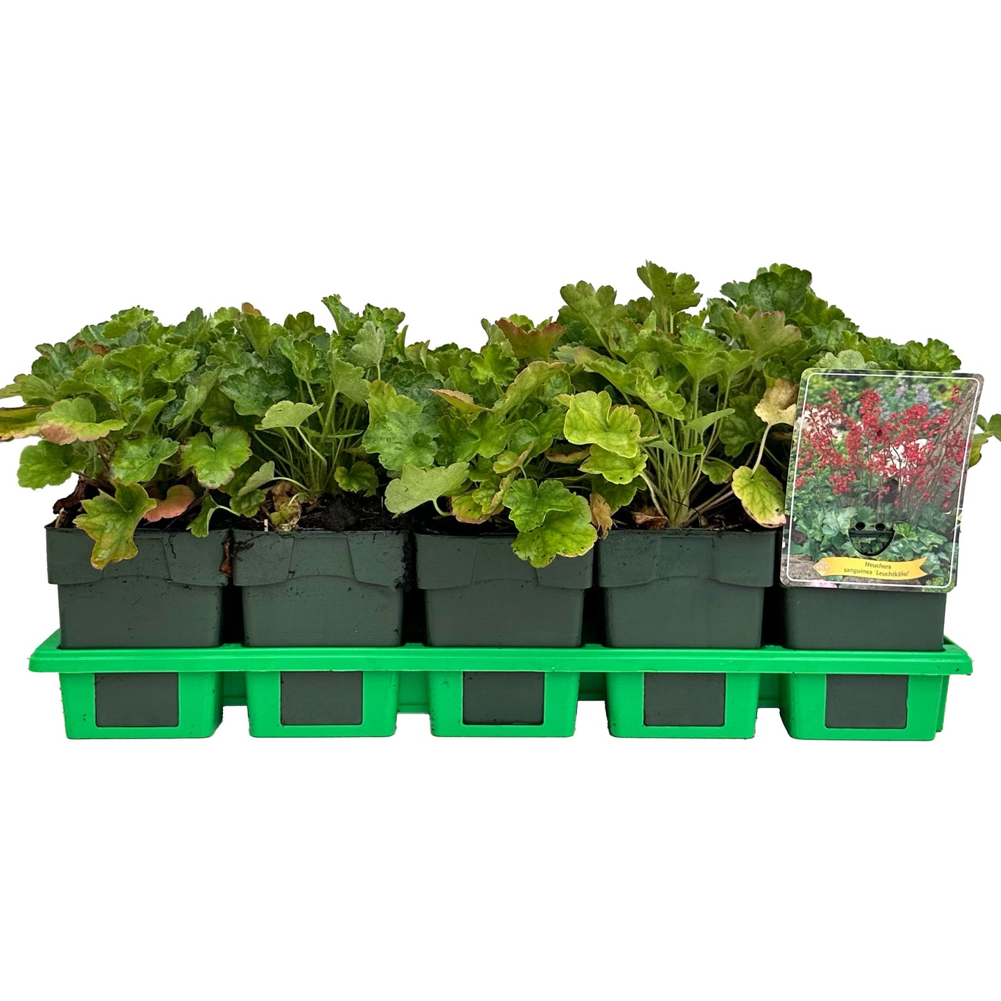Heuchera Leuchtkaefer 25cm 11cm Pot