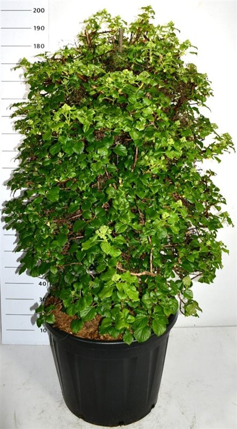 Hydrangea petiolaris 200cm 65cm Pot