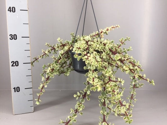 Portulacaria afra Variegata 25cm 14cm Pot