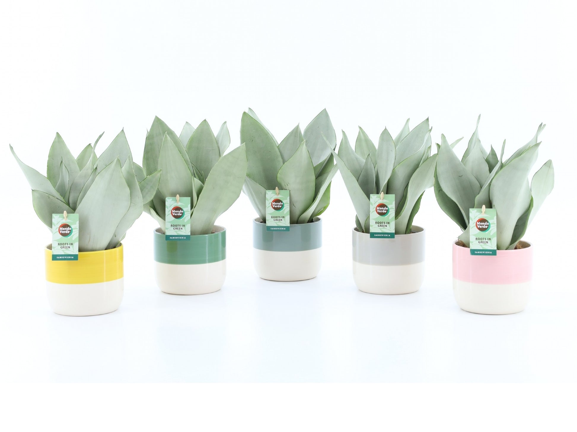 Sansevieria Moonshine 35cm 13cm Pot