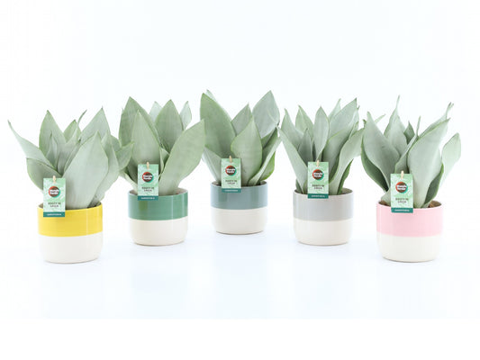 Sansevieria Moonshine 35cm 13cm Pot