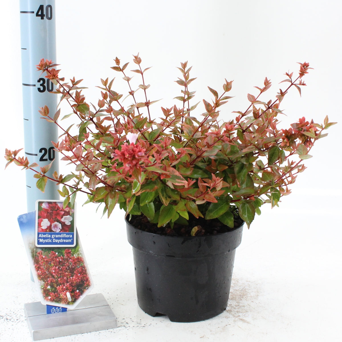 Abelia grandiflora Magic Daydream 35cm 17cm Pot