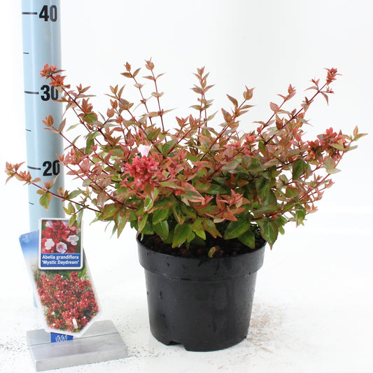 Abelia grandiflora Magic Daydream 35cm 17cm Pot
