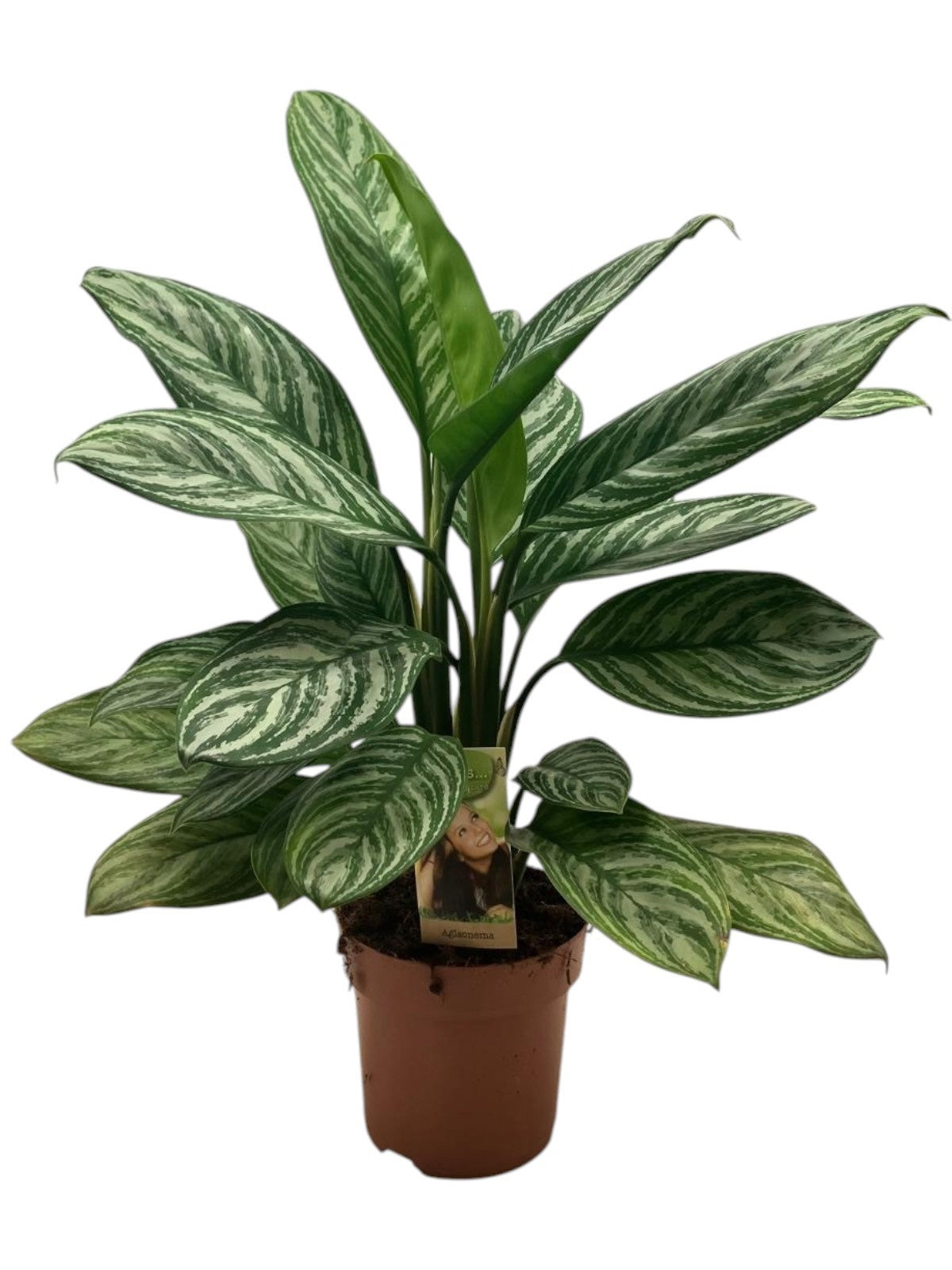 Vireo-Hedera plant BV Aglaonema Hybrid Pack of 1