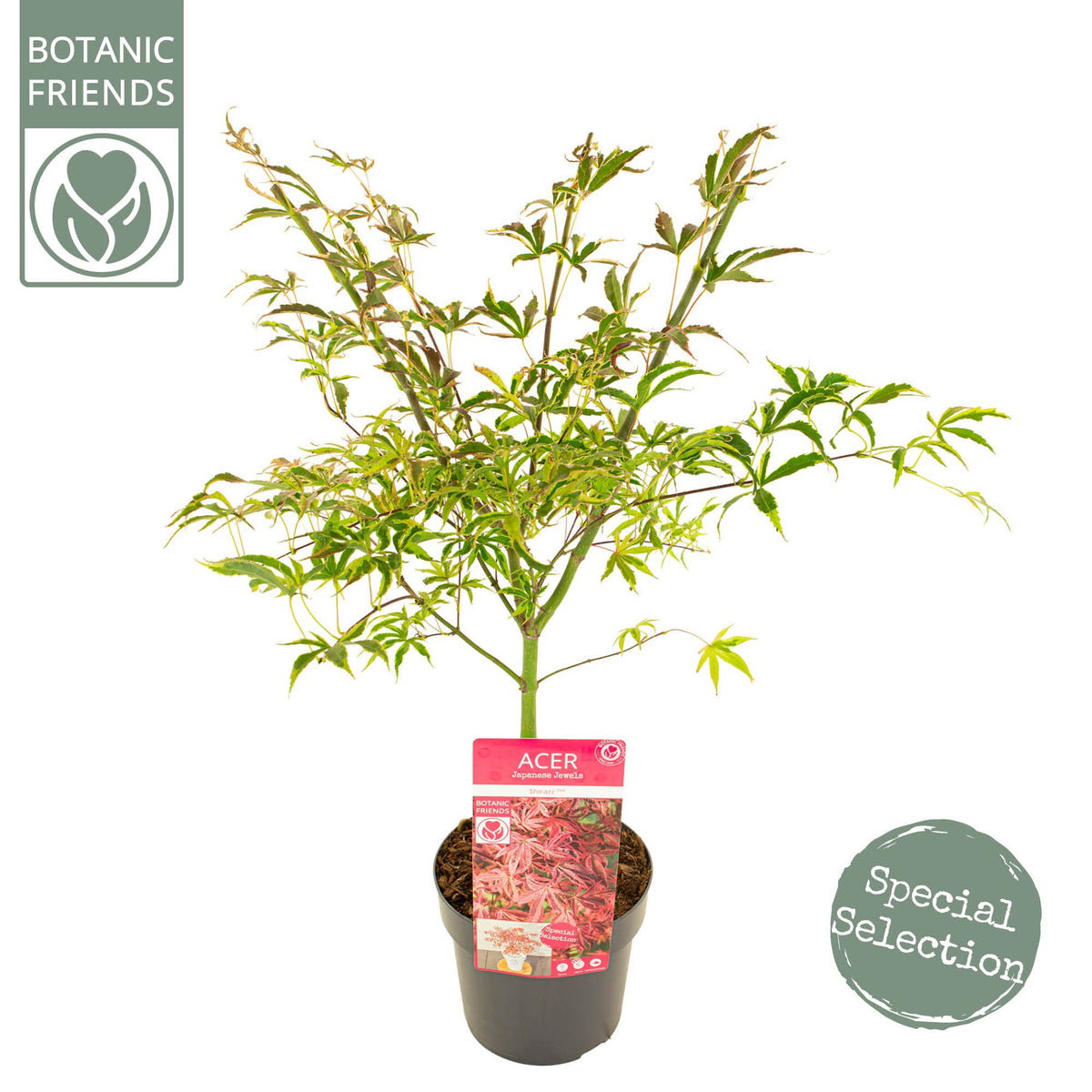 Acer Shirazz 65cm 19cm Pot