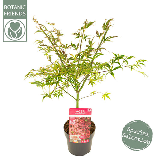 Acer Shirazz 65cm 19cm Pot