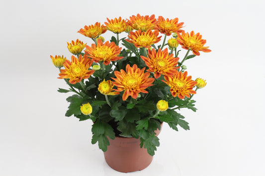 Chrysanthemum Artistic Pomona 27cm 14cm Pot