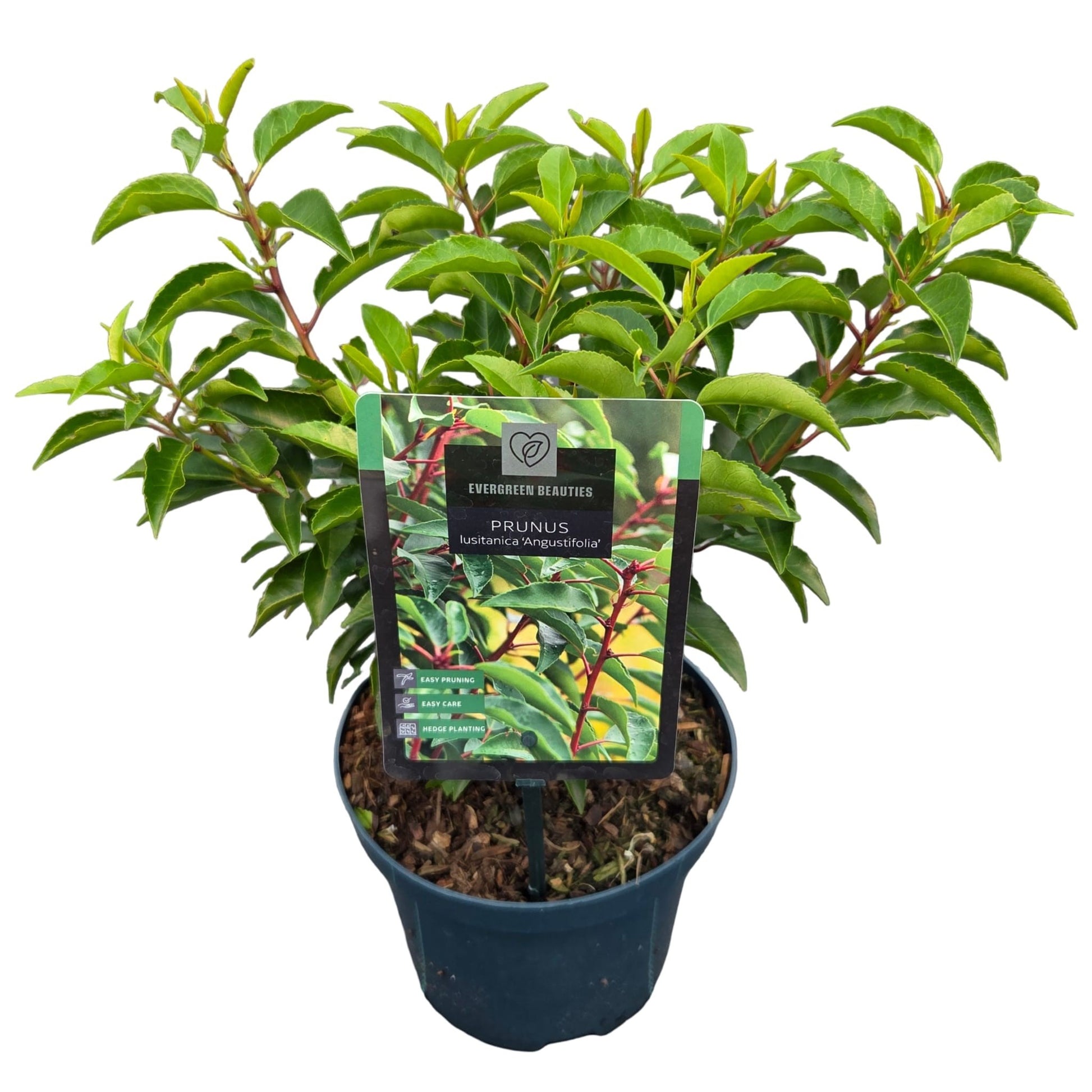 Prunus lusitanica Angustifolia 40cm 19cm Pot