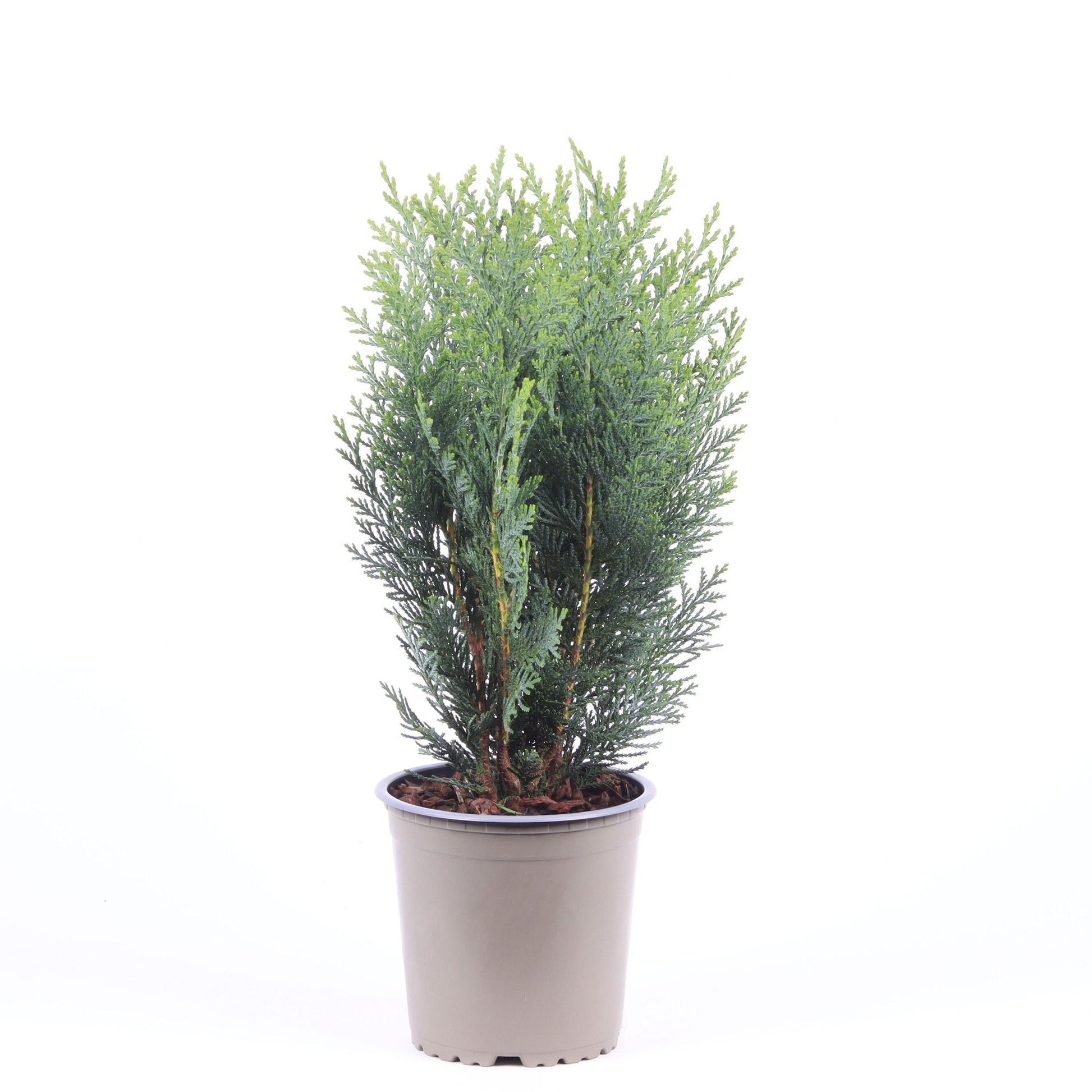 Chamaecyparis lawsoniana Columnaris 40cm 13cm Pot