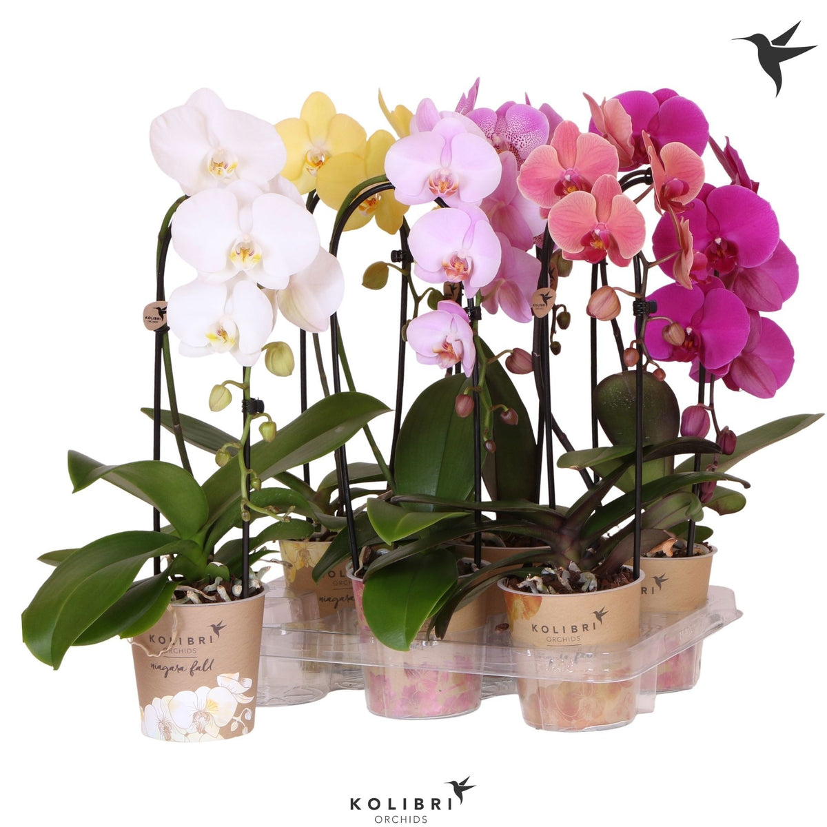 Phalaenopsis Niagara Fall mix 45cm 12cm Pot