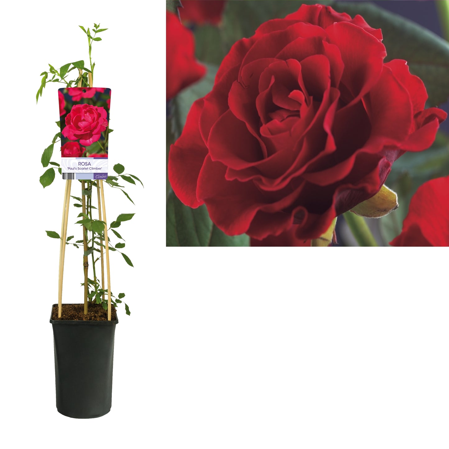 Rose Paul Scarlet Climber 75cm 17cm Pot