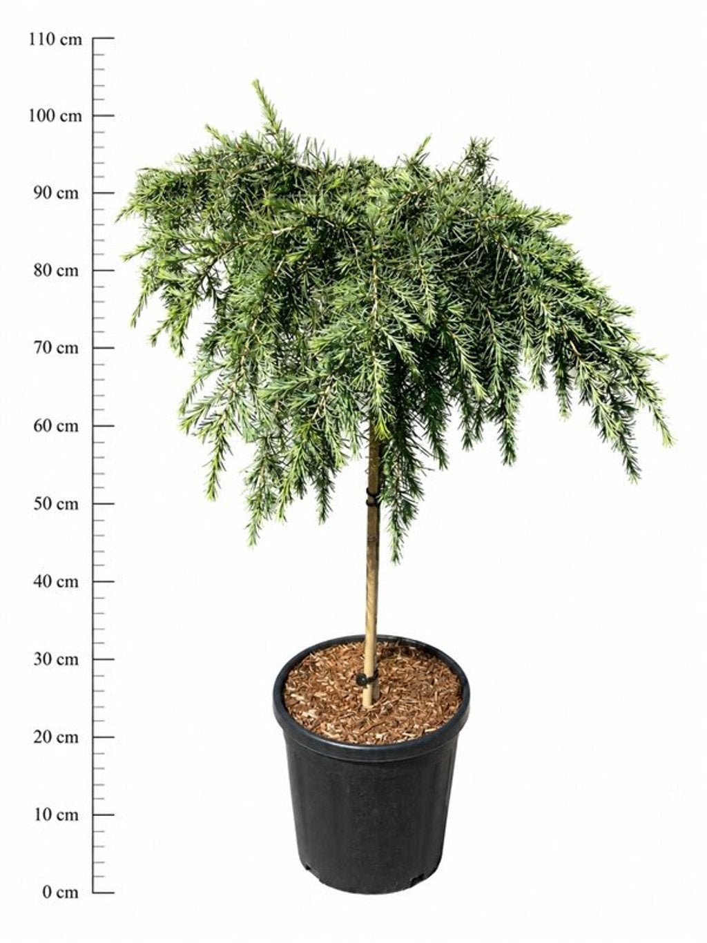Cedrus deo. Feelin Blue 110cm 32cm Pot