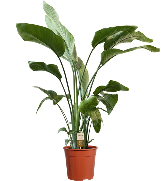 Strelitzia nicolai 105cm 21cm Pot