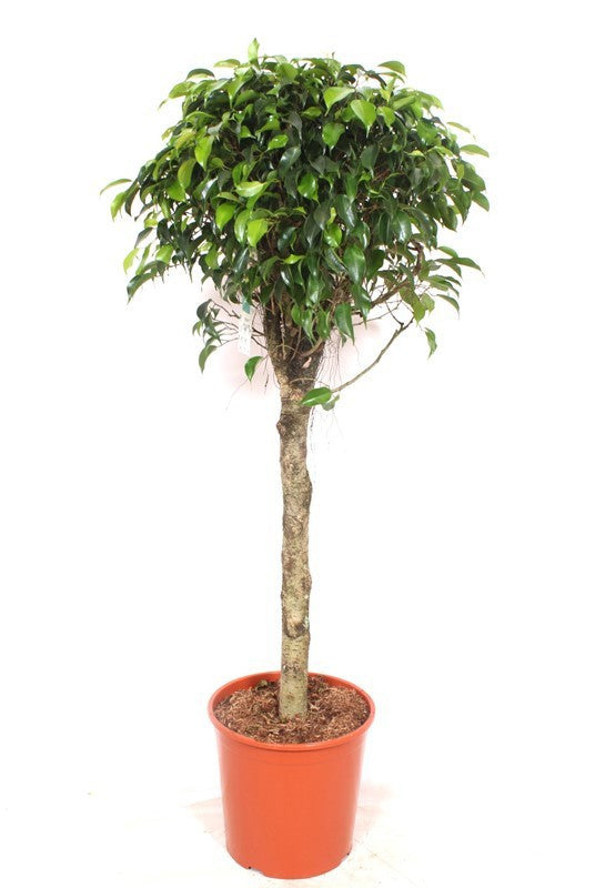 Ficus benjamina Danielle 140cm 30cm Pot