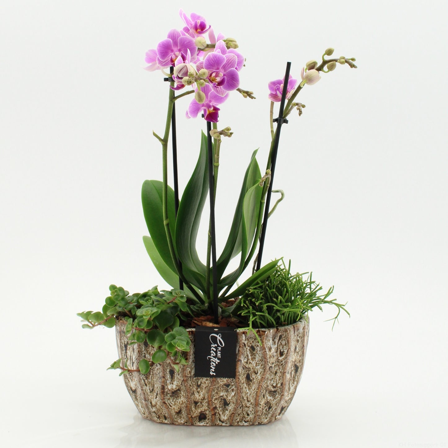 Phalaenopsis arrangement 45cm 20cm Pot