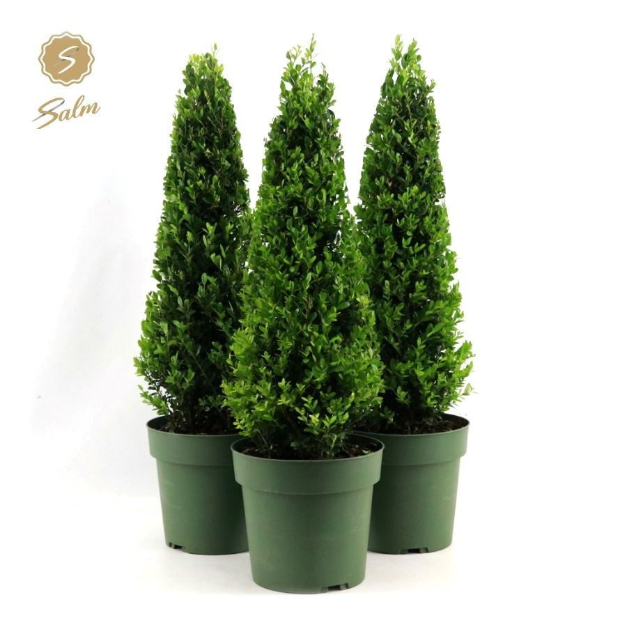 Ilex crenata Jenny Pyramid 80cm 21cm Pot