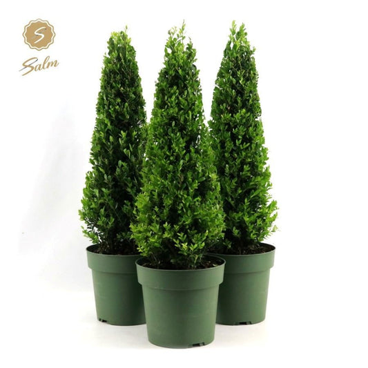 Ilex crenata Jenny 80cm 21cm Pot