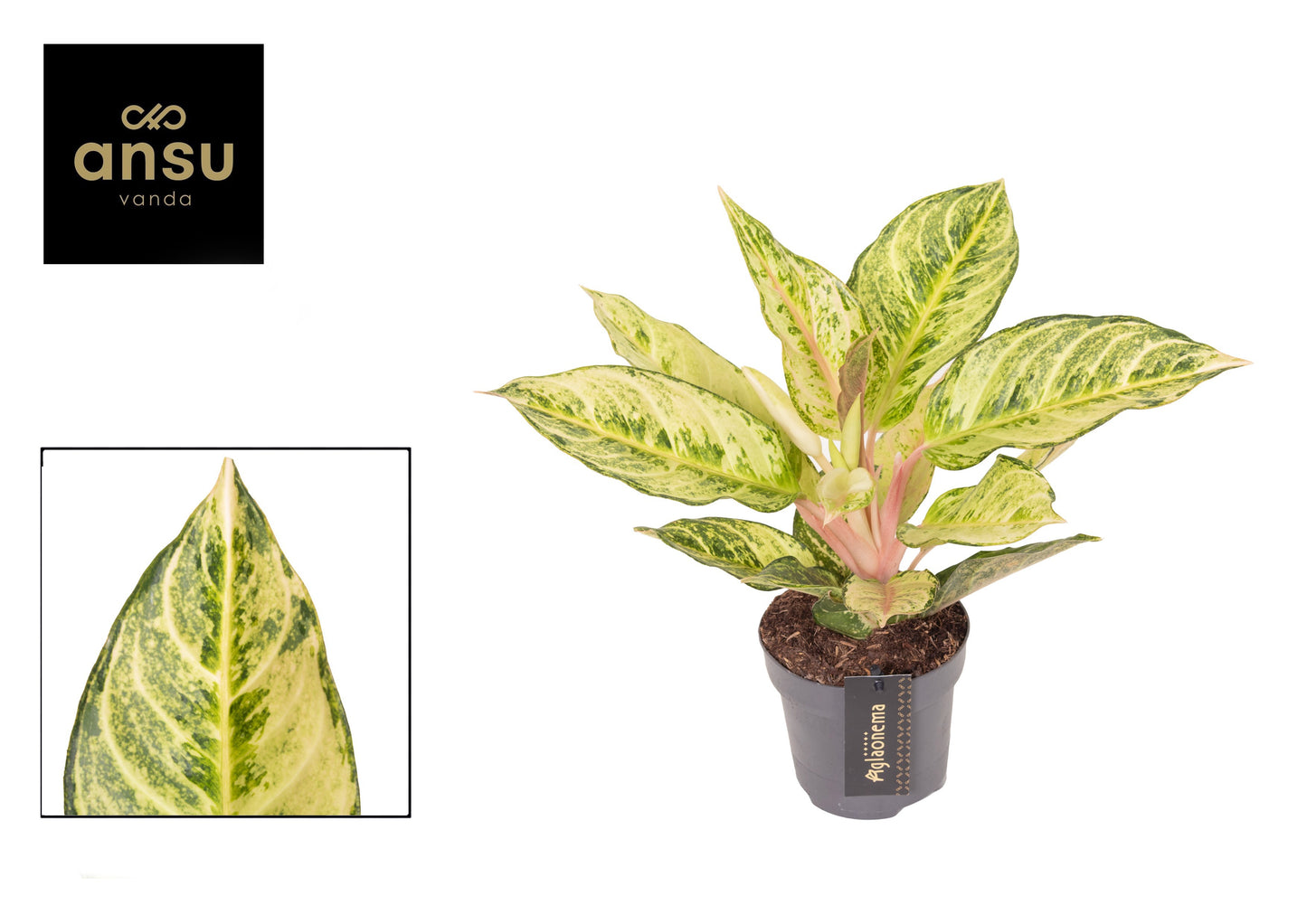 Aglaonema Prestige 30cm 12cm Pot