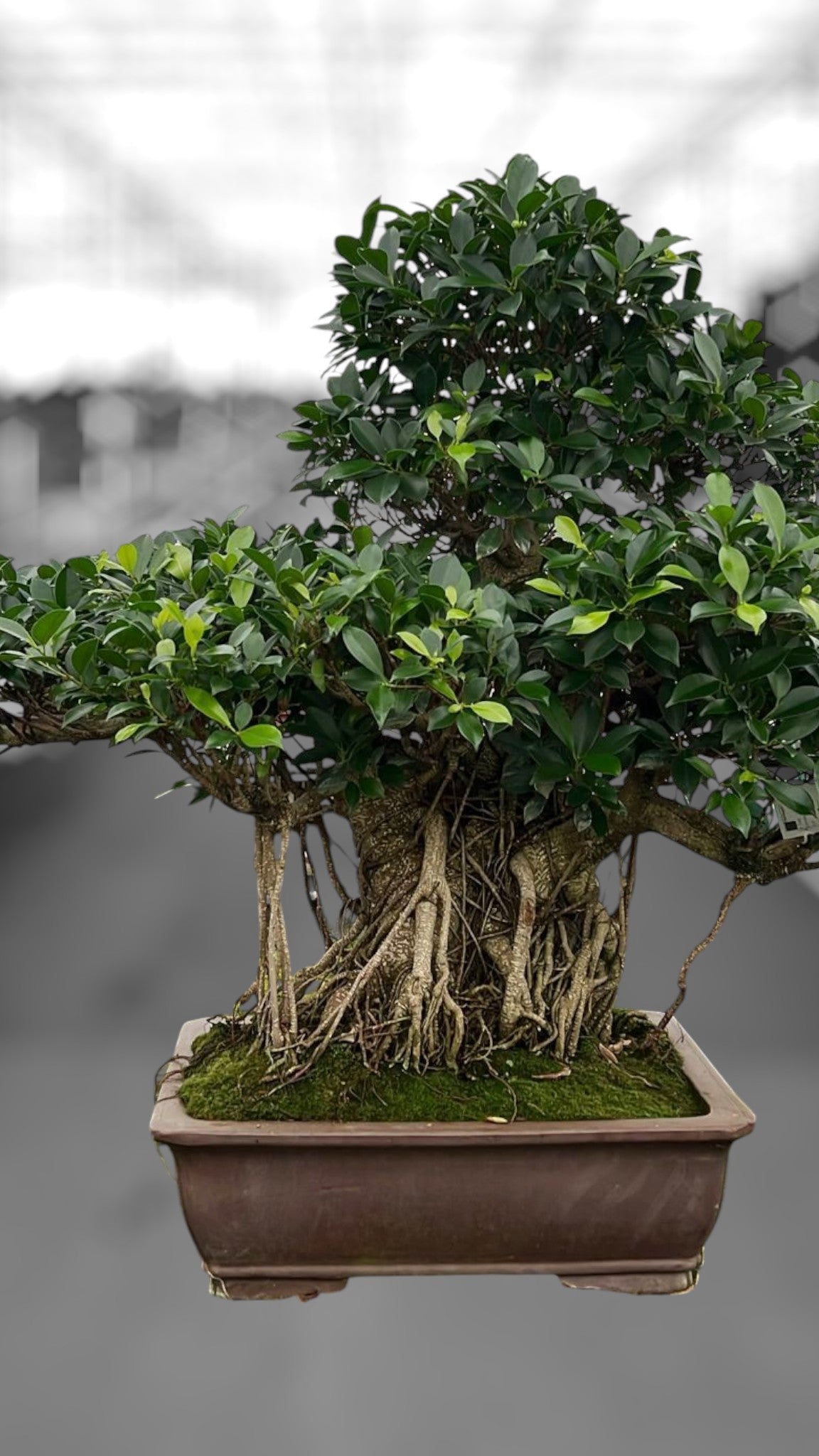 Bonsai Mix 100cm 50cm Pot
