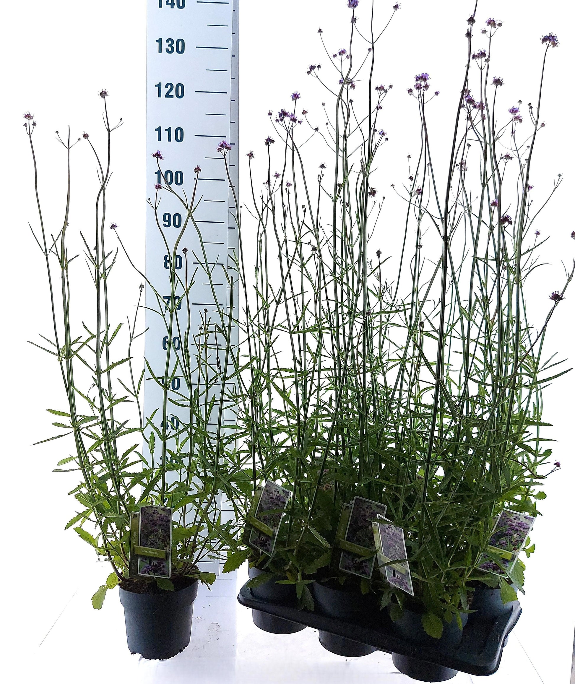 Verbena bonariensis 25cm 17cm Pot