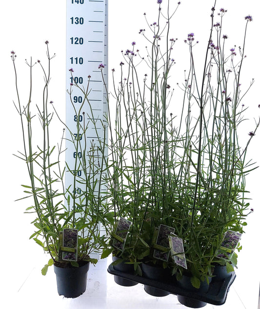 Verbena bonariensis 25cm 17cm Pot