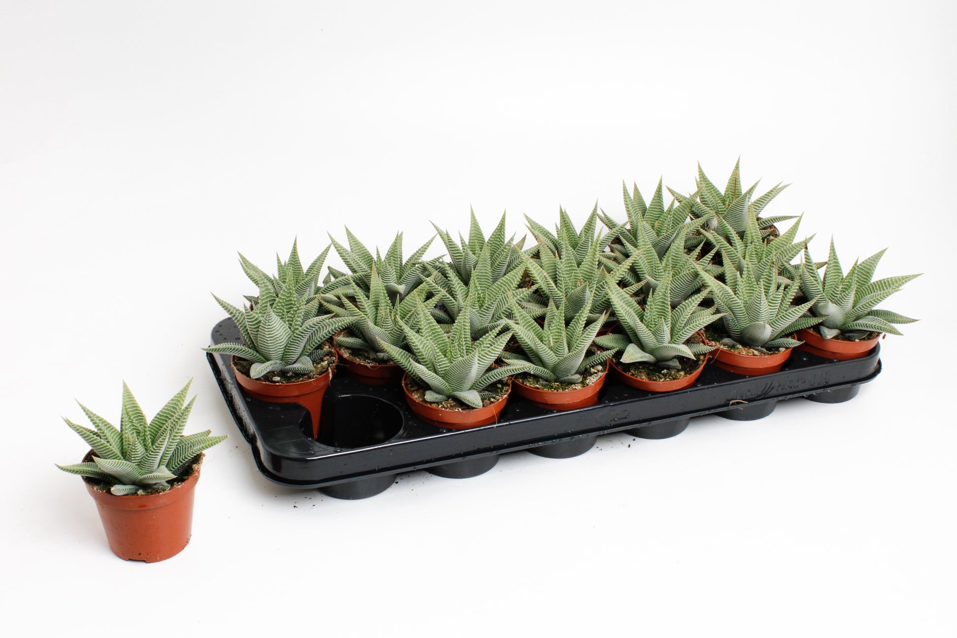 Haworthia Spider White 15cm 8.5cm Pot