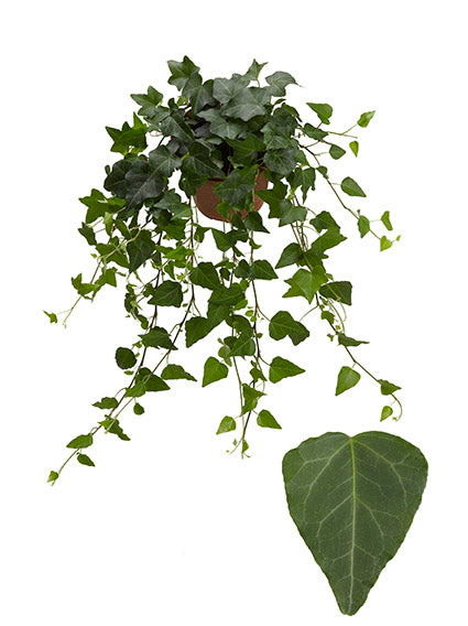 Hedera helix Wilco 13cm Pot