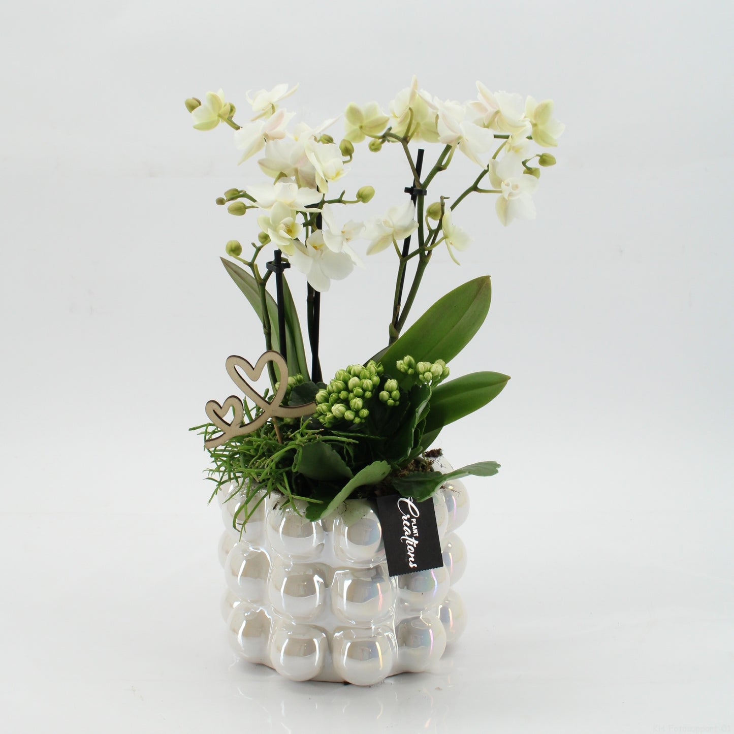 Phalaenopsis arrangement 45cm 17cm Pot