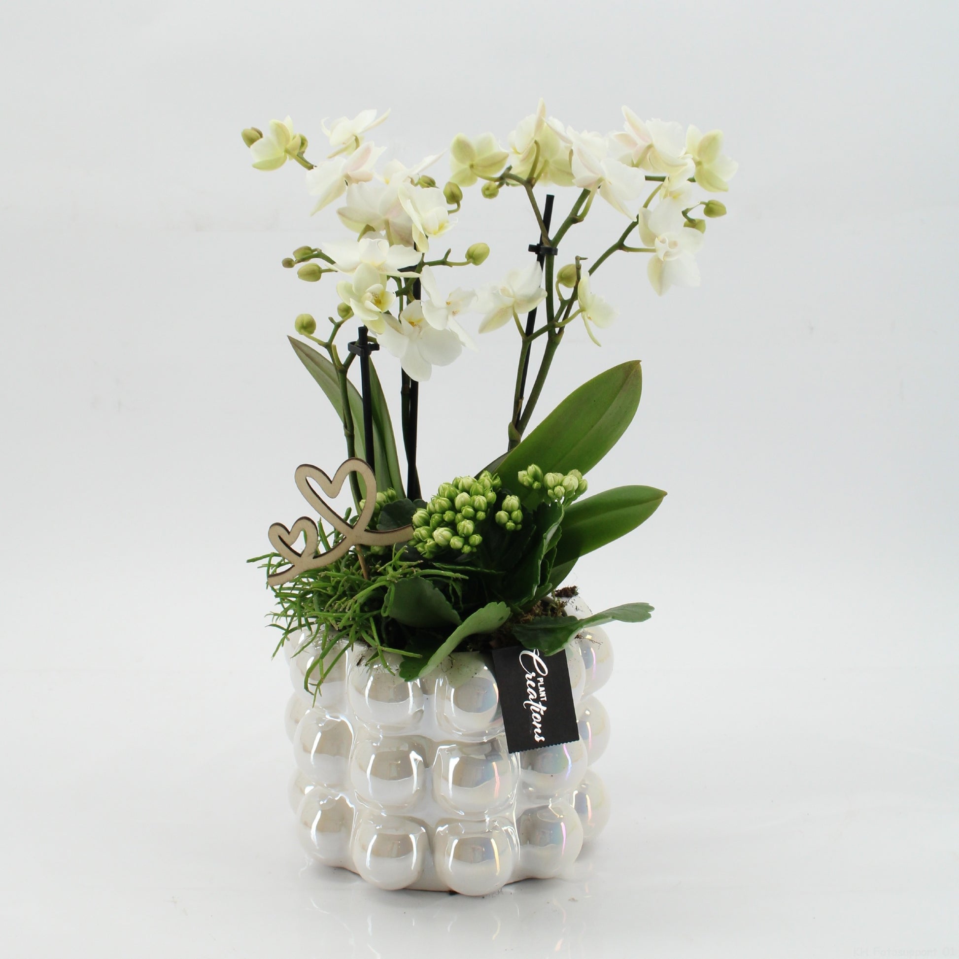 Phalaenopsis arrangement 45cm 17cm Pot