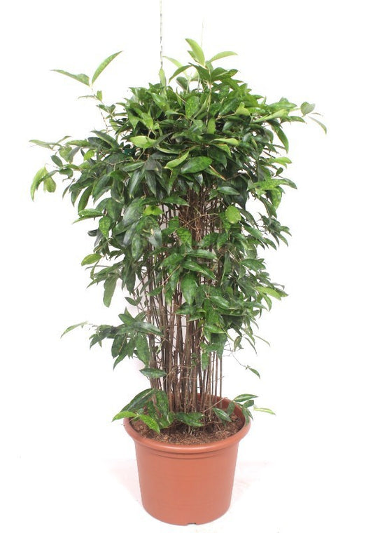 Dracaena surculosa 160cm 40cm Pot