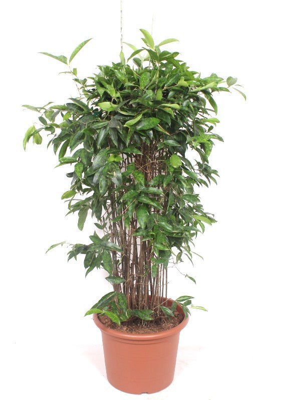 Dracaena surculosa 160cm 40cm Pot